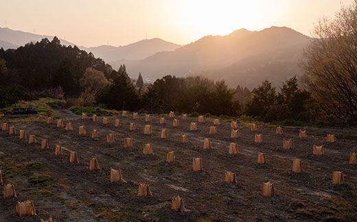 【CF】山神果樹薬草園：柚子のウォッシュセット《30日以内に出荷予定(土日祝除く)》---sanagouchi_myk_9_1set---