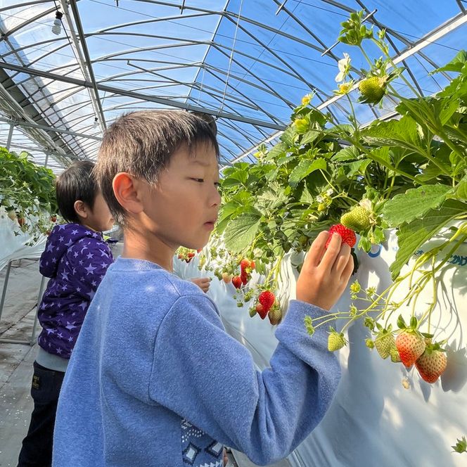 いちご狩り招待券（2名様分）｜苺狩り イチゴ狩り ペア券 冬 春 果物 ※2025年10月上旬～2026年1月下旬頃に順次発送予定
