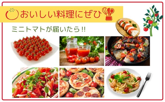 【先行予約】ミニトマト サンチェリー 1.5kg 2026年7月発送 トマト とまと プチトマト 新鮮 野菜 農家直送 1キロ おすすめ ギフト 贈答 プレゼント 10000円 1万円 福島県 田村市 田村 よしのや農園 N061-001