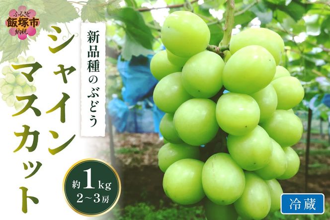 【A5-538】シャインマスカット(ぶどう)約1kg＜2026年9月から発送開始分先行予約＞