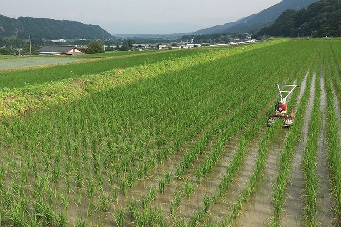 米 令和8年 つぶら野米 コシヒカリ 白米3kg 玄米3kg 計6kg [つぶら野米 山梨県 韮崎市 20743372] こめ コメ お米 白米 精米 玄米 こしひかり