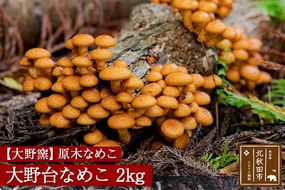 原木なめこ「大野台なめこ」２kg|ookl-00002