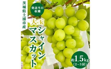 【先行予約】茨城県産シャインマスカット【約1.5キロ】 ※2024年9月中旬～10月下旬頃に順次発送予定