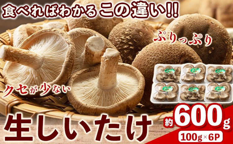 生しいたけ 約600g(100gパック×6個入り) 有限会社ピルツドルフ[30日以内に出荷予定(土日祝除く)] 熊本県 大津町 生しいたけ しいたけ---so_cprtshitake_30d_24_10000_600g---