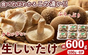 生しいたけ 約600g(100gパック×6個入り) 有限会社ピルツドルフ《30日以内に出荷予定(土日祝除く)》 熊本県 大津町 生しいたけ しいたけ---so_cprtshitake_30d_24_10000_600g---