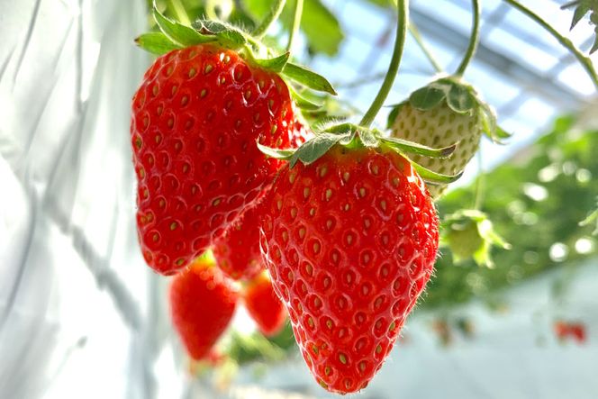 志宝いちごジャム3点セット ( いちごジャム 2本・いちごバタージャム 1本 ) [モアショップヤマモト 石川県 宝達志水町 38600606] ジャム バター いちご イチゴ 苺 セット 砂糖不使用