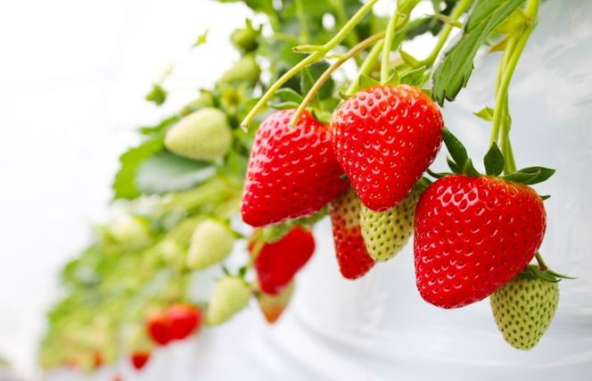 020C514 いちご狩りペアチケット