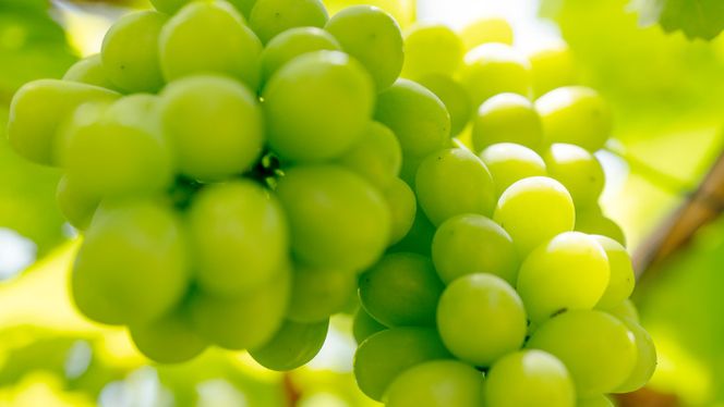 【 先行予約 2026年8月下旬以降発送 】 農家直送 ! 八千代町産 シャインマスカット 約 1.4kg （ 2～3房 ） マスカット フルーツ 果物 ぶどう ブドウ 葡萄 フルーツ ふるさと納税 [AJ003ya]