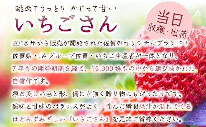 《先行予約・数量限定》佐賀県人気NO1「いちごさん」約1kg（235g×4p）