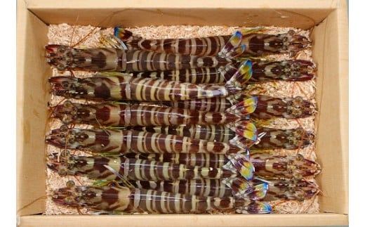 D036 旭水産活き車海老（あいおえび）600g（12～18尾）【養殖】