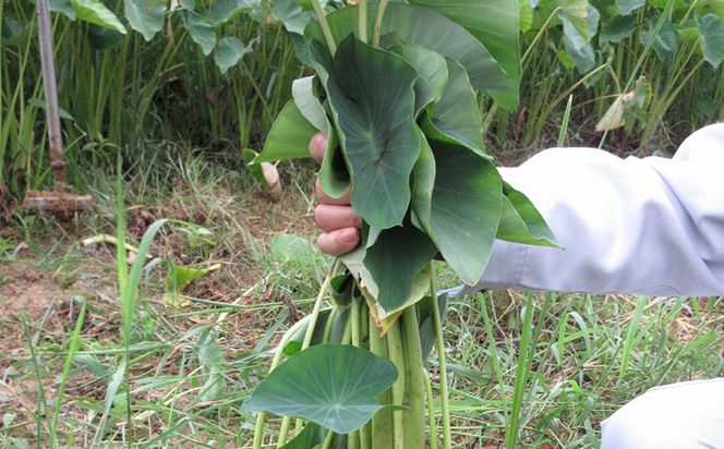金武町特産「笑う芋」田芋（ターンム） 伝統食材 美味しい 自然 風味 地産 特産品 国産 料理 和食 お気に入り 美味しい ヘルシー 地元愛 懐かしさ 沖縄県 丁寧な栽培 食品 人気 産地直送 送料無料