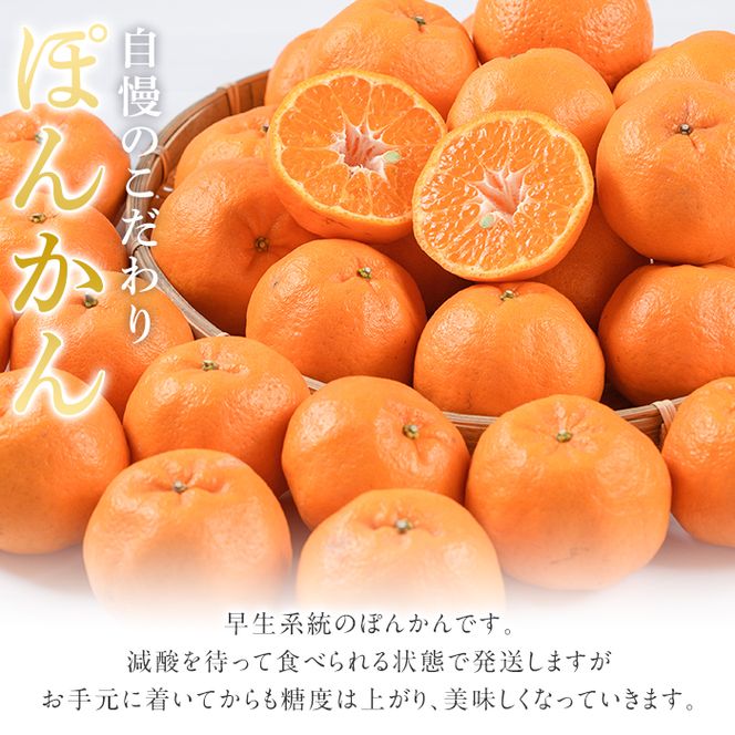 ＜先行予約受付中！2025年12月下旬以降順次発送予定＞数量限定！鹿児島県産 手詰めぽんかん(計約5kg・2L or 3L) 旬 フルーツ 果物 くだもの ポンカン 早生系統 デザート ノーワックス 阿久根市産 期間限定 数量限定 手詰 手作業【三笠農業生産】akn051-01