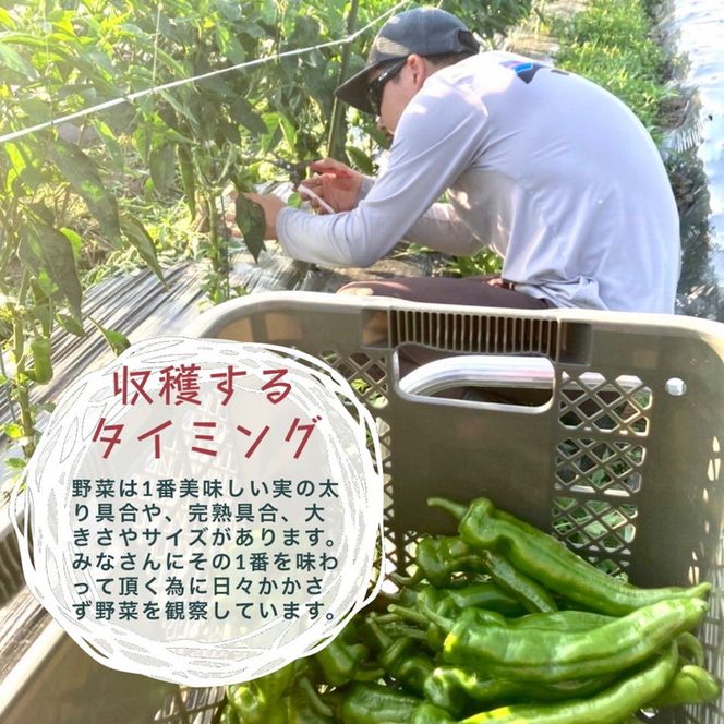 旬の味！お野菜 詰め合わせ BOX 8～10品目（栽培期間中 農薬・化学肥料不使用） 【めぐる農園】京都 亀岡 京野菜 農家より直送