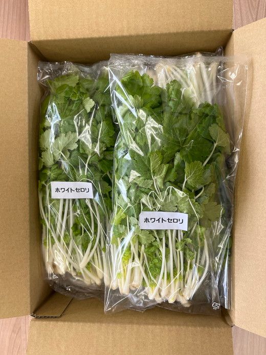 LED水耕栽培 香草野菜（パクチー/セロリー）250g＜野菜 やさい パクチー セロリ 香草野菜 美容 オーガニック アジア野菜  愛媛県 鬼北町＞