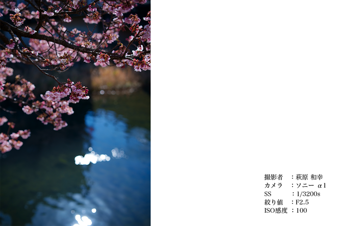 y֒򒬁zSIGMA 50mm F1.4 DG DN | Arty\j[E}Egz