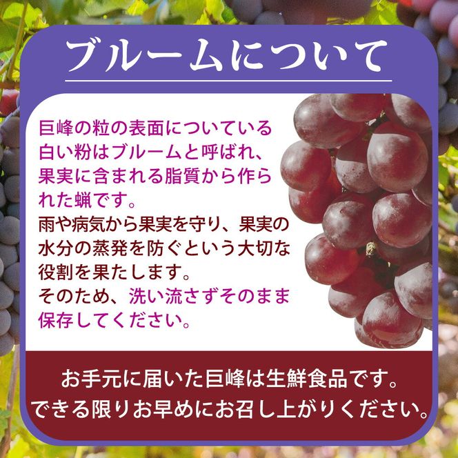 紀州有田産の巨峰ぶどう約３kg【先行予約】【2025年8月下旬以降発送予定】AN020