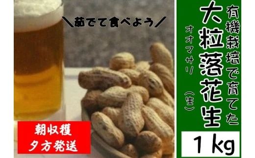 0B2-06 【先行予約】有機栽培で育てた大粒落花生（おおまさり）1kg