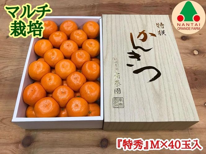 マルチ栽培 有田 みかん 化粧箱 特秀 M サイズ 40玉入 南泰園 BS664 