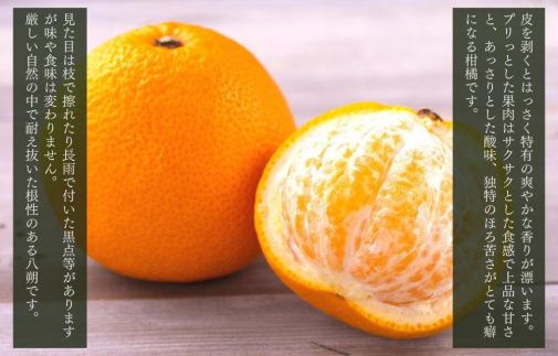 八朔 訳あり それでも 有田の八朔  (はっさく) 箱込 2.5kg (内容量約 2.3kg) サイズミックス B品 和歌山県産  産地直送［おまけ付き］［みかんの会］ 	AX243
