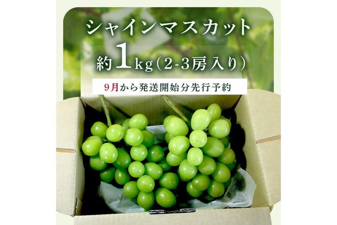 【A5-538】シャインマスカット(ぶどう)約1kg＜2026年9月から発送開始分先行予約＞