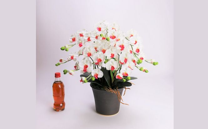 綺麗で丈夫な三河陶器で贈る光触媒胡蝶蘭小輪５本立（ブラウンの陶器×白色の花） H100-089