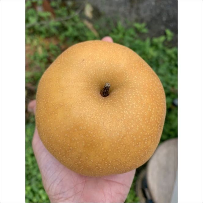 【予約受付】特別栽培米丹後こしひかり3kg＆新興梨5～6個（2026年10月上旬～発送）　KU00072