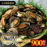 天然 トコブシ (約900g) 鮮魚 魚介 貝 トコブシ とこぶし 酒蒸し 網焼き バター焼き バーベキュー 獲れたて 冷蔵 海の直売所 大分県 佐伯市【AS82】【海べ (株)】