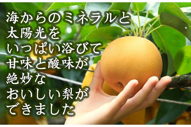 【先行予約／数量限定80】京丹後産 新興梨 大玉 5kg（6～10玉入り）（2026年10月上旬～発送）　国産 期間限定 デザート 甘い ジューシー ふるさと 納税 梨 なし ナシ ふるさと 納税 先行予約 期間限定 フルーツ　HF00013