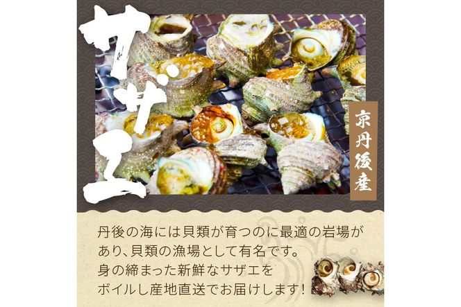 大人気！京丹後産・牡蠣とサザエのBBQセット　各8個（2～3人前）　YK00149