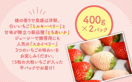 満足3種食べ比べセット（ミルキーベリー、スカイベリー、とちあいか）400g×2パック 800g｜先行予約 数量限定 栃木県 果物 くだもの フルーツ 苺 イチゴ ※2025年2月上旬～4月中旬頃に順次発送予定