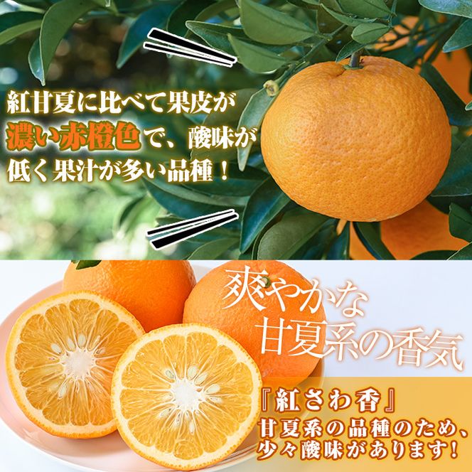 ＜先行予約受付中！2026年1月上旬以降順次発送＞数量限定！紅さわ香(10kg) 国産 鹿児島県 阿久根市 果実 果物 フルーツ 柑橘 紅甘夏 みかん ミカン 期間限定 数量限定【桐野柑橘株式会社】akn070-03