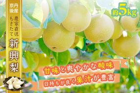 【先行予約／数量限定】京都丹後産 新興梨 5kg（2025年10月下旬～発送）　AM00671