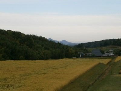 F-12 【定期便】芳醇、吟香る山田錦入りビール「吟米麦酒」11本セット「3回お届け」【北海道・沖縄・離島　配送不可】