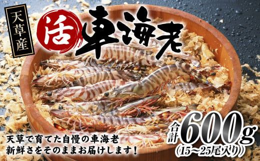 [指定日必須]天草産 活車海老 600g(15〜25尾入り)活き海老 車エビ[発送期間2024年11月05日から2025年4月30日]ご入金後から14日以降かつ配送期間内にて、寄付フォームの応援メッセージ欄に必ず配送希望日を記載ください