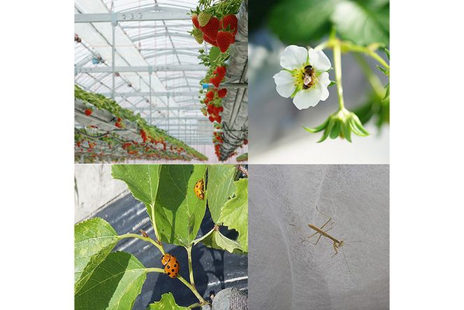 【来シーズン予約受付】数量限定 幻の京都亀岡産 高級いちご【女峰】1箱分 ※化学肥料・農薬極力不使用《イチゴ 苺 いちご フルーツ 農家直送》※2026年1月中旬～5月下旬頃に順次発送予定