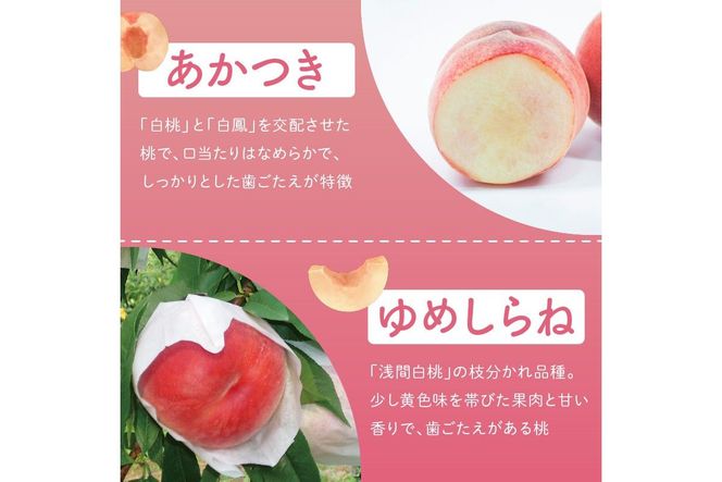 【先行予約／数量限定】京都丹後産 桃 約2kg（6～8玉）（2026年7月中旬～発送）歯ごたえのある かための桃 ふるさと 納税 桃 2kg ふるさと 納税 もも モモ 　AM00712