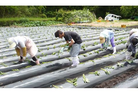 佐藤焼酎　芋焼酎　宮崎限定　延岡城下町　900ml×2本　N076-YZA246