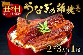【土用の丑の日までに届く！（7月18～20日配送）】うなぎの蒲焼き2～3人前(1尾)　AN00081