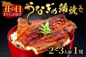 【土用の丑の日までに届く！】うなぎの蒲焼き2～3人前(1尾) 鰻 蒲焼 かばやき タレ鰻 国産 惣菜 京都 ギフト 贈り物 国産うなぎ 炭火焼 ふっくら 夏バテ防止 うな丼 うな重 鰻重 お茶漬け 山椒　AN00084