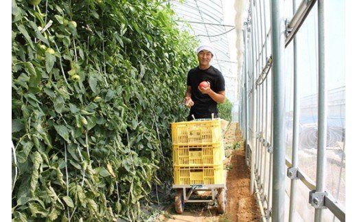 【2026年 先行予約】【人気のスイーツトマト】本田農園のかがやきトマト2箱（約70個）014002