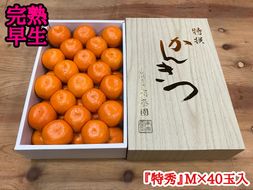 年内発送 完熟早生 有田みかん 化粧箱 特秀 M サイズ 40玉入 和歌山 南泰園 みかん BS634