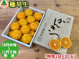 極早生 みかん 有田 化粧箱 小箱 特秀 M サイズ 20玉入 南泰園     BS605