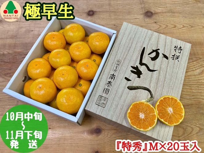 極早生 有田 みかん 化粧箱 小箱 特秀 M サイズ 20玉入 南泰園 和歌山 有田みかん BS605