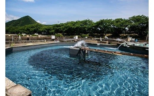 D065 子持鮎甘露煮詰合せ