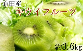 ［人気］有田産キウイフルーツ約3.6kg（サイズおまかせ）★2026年１月下旬頃より順次発送 BZ067