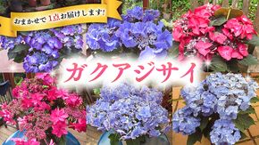 ≪先行予約≫ガク アジサイ 【 おまかせ 1点 】【2025年4月上旬頃より発送開始】 植物 花 インテリア フラワー 紫陽花 お花 園芸 初夏 梅雨 ガーデニング  [BG006us]