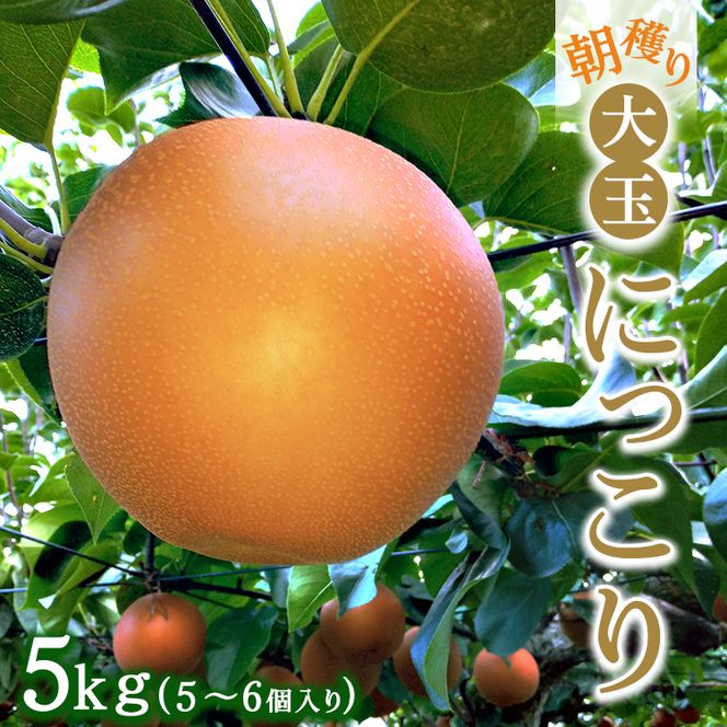 朝穫り　大玉【にっこり】5kg　5個～6個入り【9月20日受付終了】※2026年9月～発送
