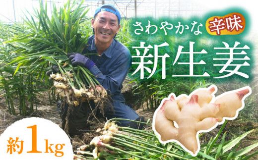 y茧쓇szy2026N8`z VI 1kg / VEK 傤 I / 쓇s / ӂ͂t@[ [SBS015]