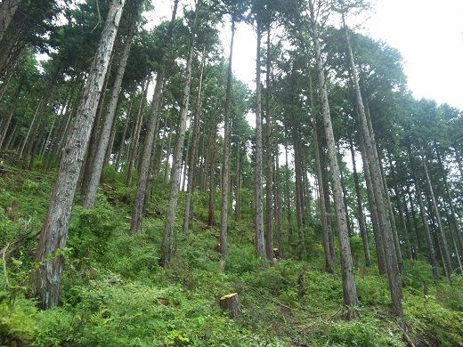 1B14「きこりの薪」C富士山セット 針葉樹と広葉樹