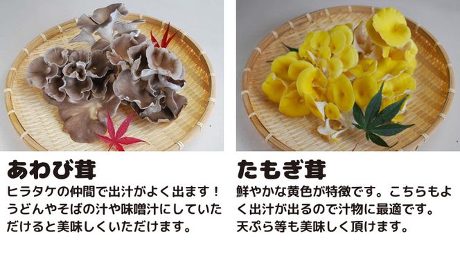 きのこ の 詰め合わせ Sサイズ ( 約1kg ) （茨城県共通返礼品：城里町） キノコ セット 野菜 低カロリー ダイエット デトックス バラエティ セット 新鮮 [DY001us]